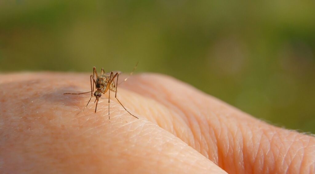 Como Acabar Com Mosquitos - Empresa Especializada 4 Acabar com mosquitos 4