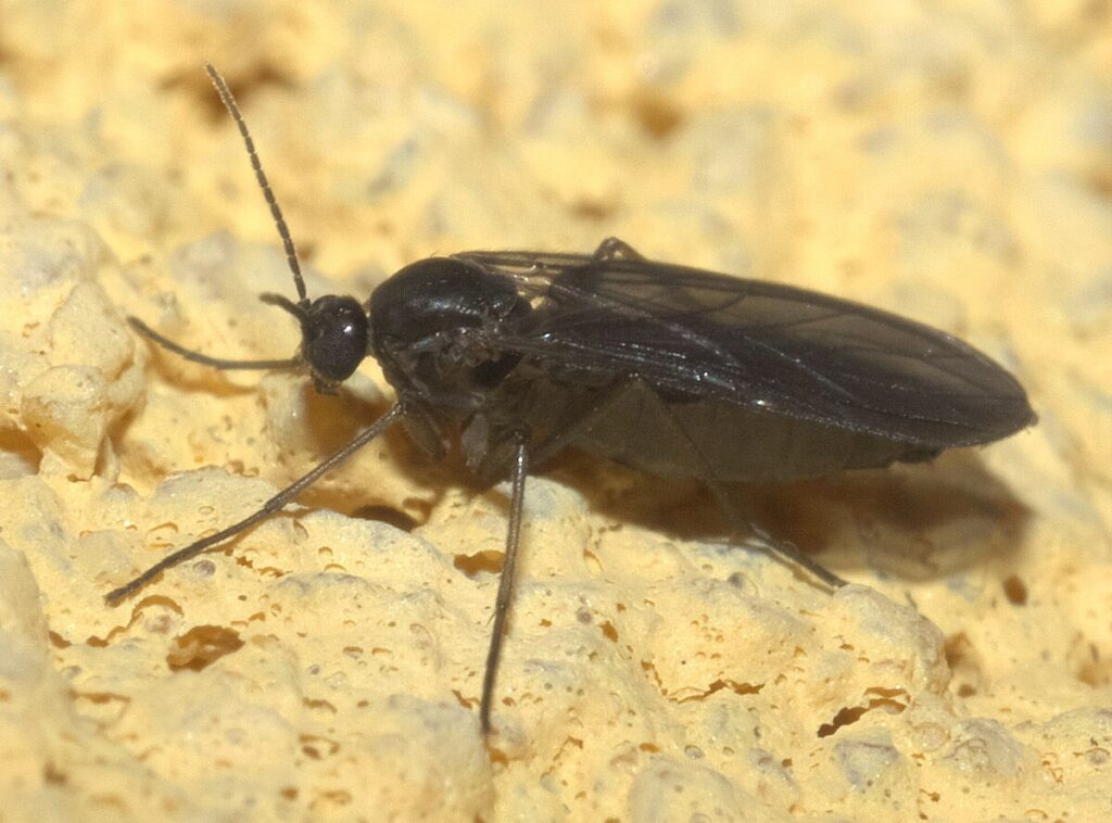 Dedetização de Mosquitos 2 Acabar com mosquitos 6