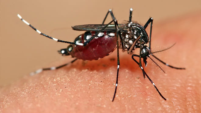 como-identificar-e-eliminar-os-mosquitos