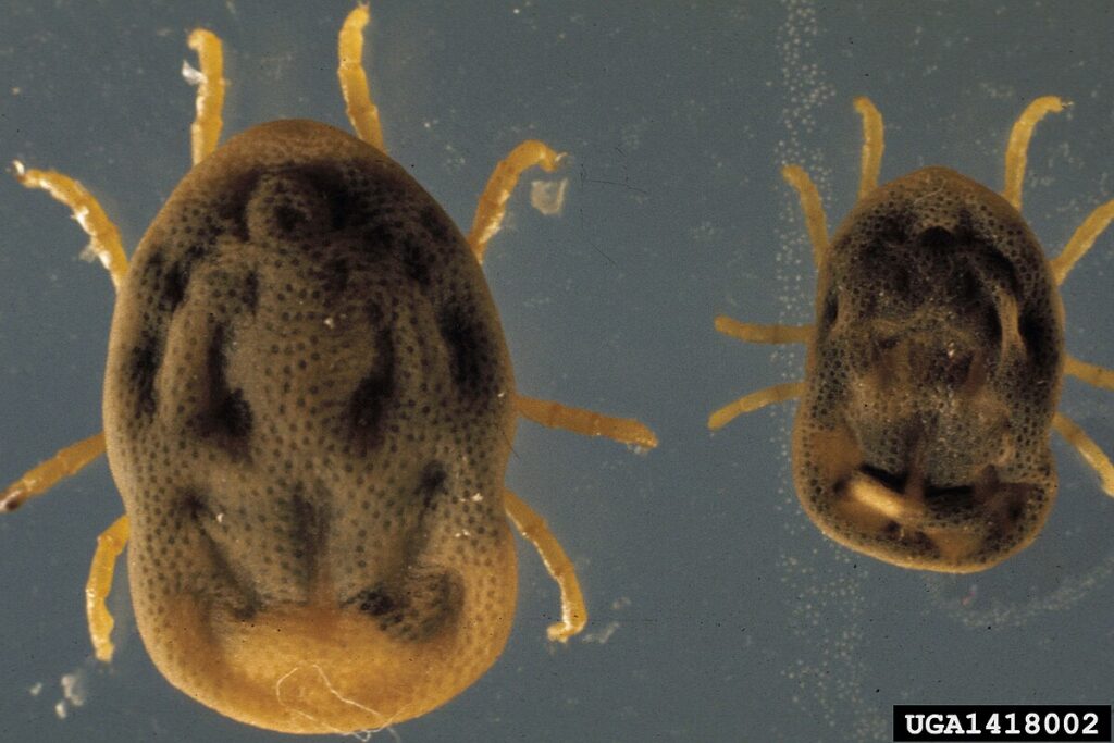 Como Matar Carrapatos - Empresa Especializada 4 Matar Carrapato 5