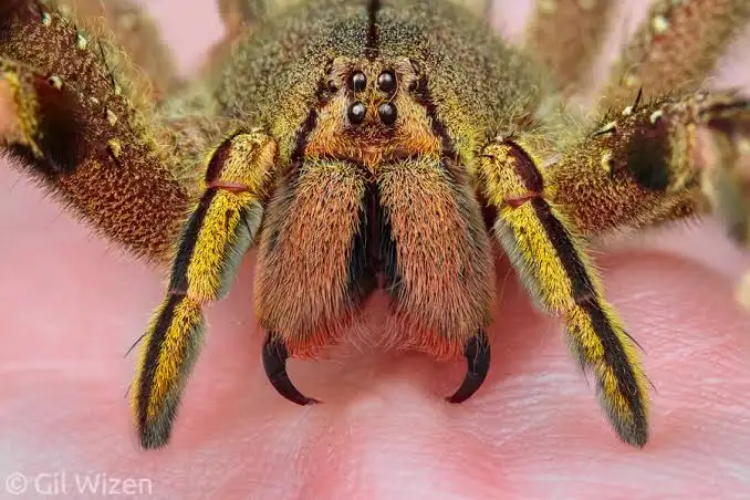 Como Dedetizar a Casa Contra Aranhas 1 dedetizar a casa contra aranhas 1