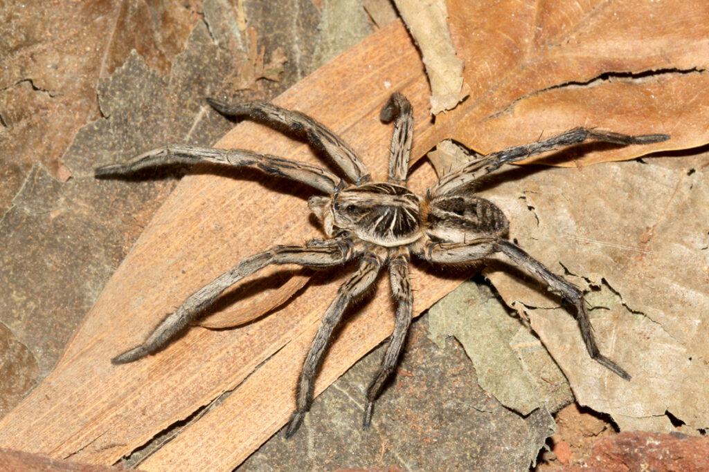 Como Dedetizar a Casa Contra Aranhas 3 dedetizar a casa contra aranhas 134