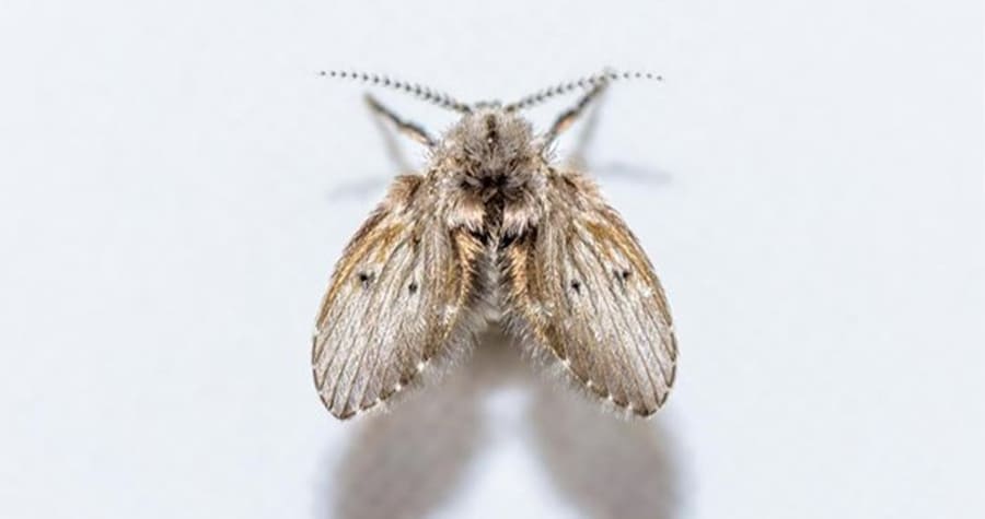 Eliminar as Moscas de Banheiro