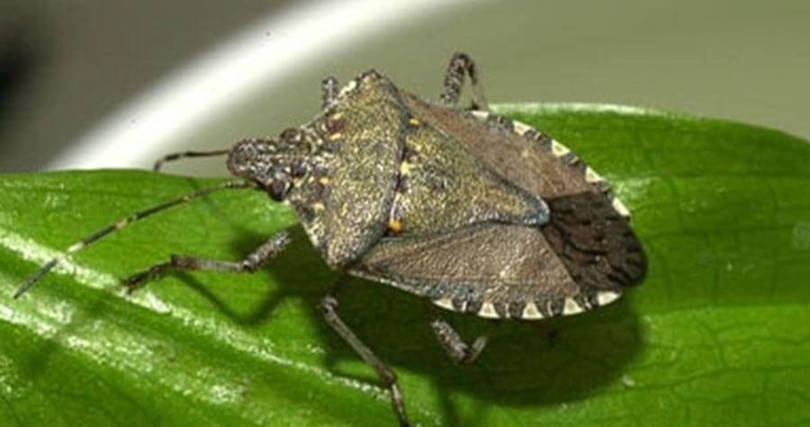 Como-se-livrar-dos-percevejos-fedorentos