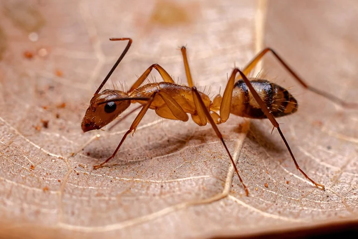 Infestação de formigas: Como Acabar e se Prevenir? 4 Formiga-Carpinteira