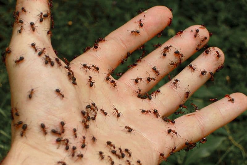 Infestação de formigas: Como Acabar e se Prevenir? 3 Formiga-Lava-Pés