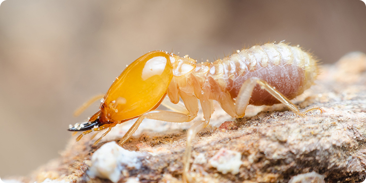 servico-descupinizacao